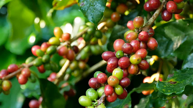 coffee production in nepal