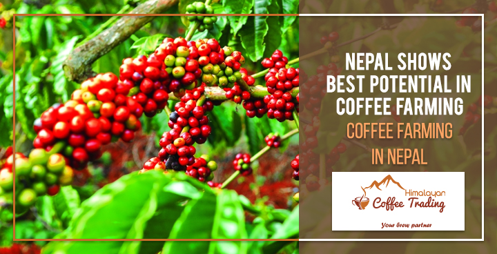 Nepal Shows Best Potential in Coffee Farming Coffee Farming In Nepal